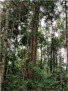 Hutan Adat Guguk