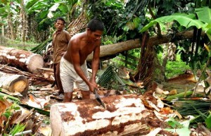 Potensi Ekonomi Sagu Sungai Tohor