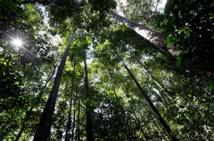 Memperkuat Komponen Ekowisata dan Produk Hijau Hutan Adat Guguk