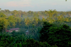 Menjaga Kemenangan Hutan Papua di Mangroholo dan Sira