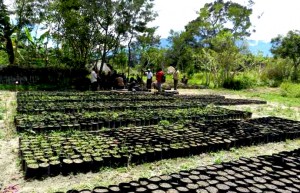 Badan Otoritas Adat, Adaptasi Baru Kelembagaan Adat di Lembah Baliem – Papua