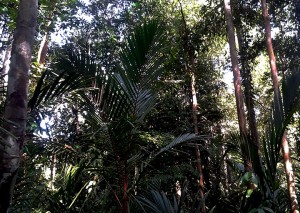 Rimak Adat Tawang Panyai, Hutan Adat Tapang Sambas-Tapang Kemayau Kalimantan Barat