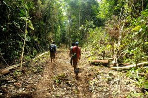 Pasca HPH, Bagaimana Hutan Biak akan Dikelola?