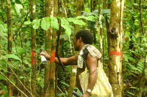 Dapatkah Negara Bersinergi dengan Adat untuk Kelola Hutan di Biak