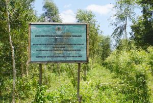 Berdaya dengan Kayu Putih dari Rimba Jaya