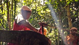 Sagu, Pohon Kehidupan Bumi Cendrawasih