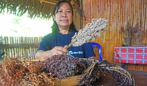 Gerakan Damai Mama Sorgum Menjaga Biodiversitas